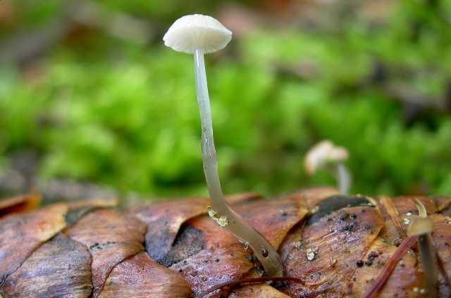 Una peziza nel sacco e altre specie primaverili